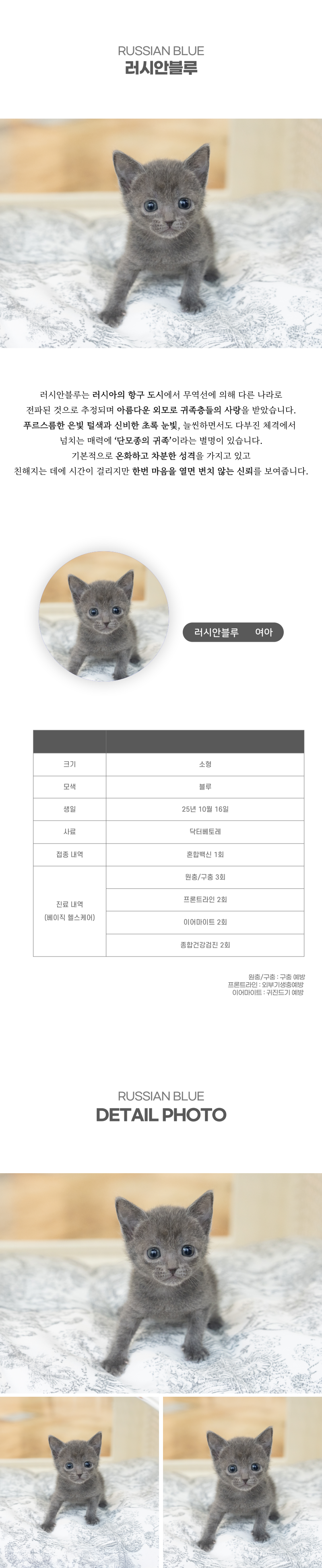 러시안블루_상세이미지_2